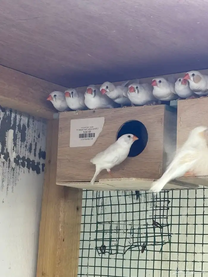 للبيع 10 ازواج زيبرا الالوان واضحه في الفيديو والصور 4