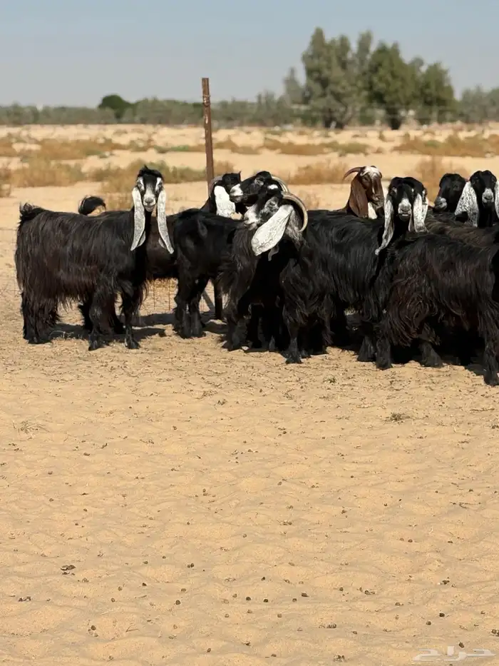 معزا عوارض 0