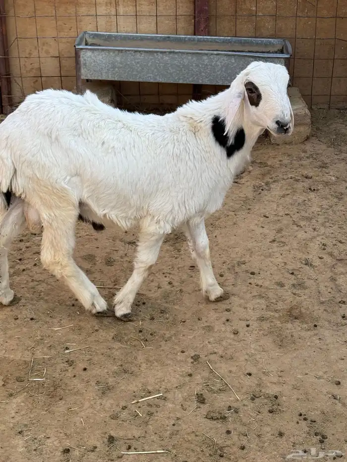 خروف للبيع 0