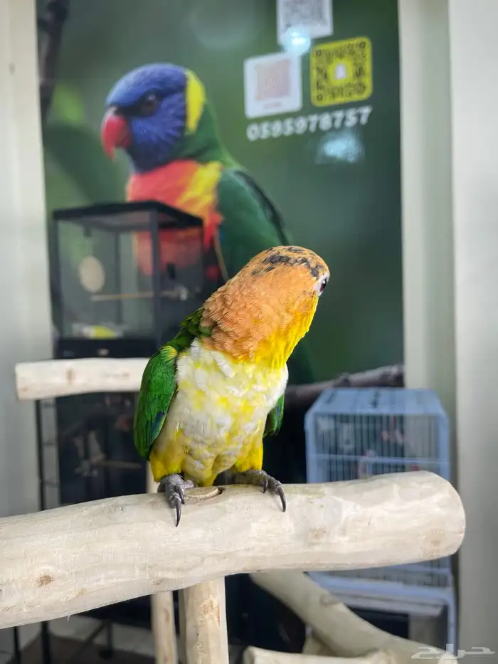 كايك وايت بلي اليف تم البيع 0