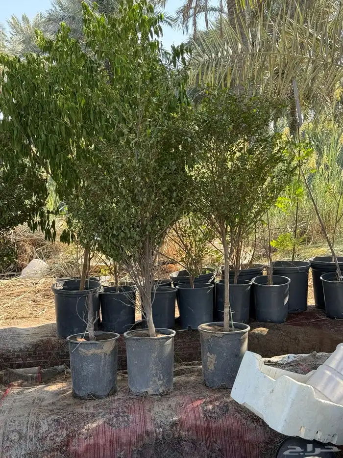للبيع أشجار زراعية بالجملة 6