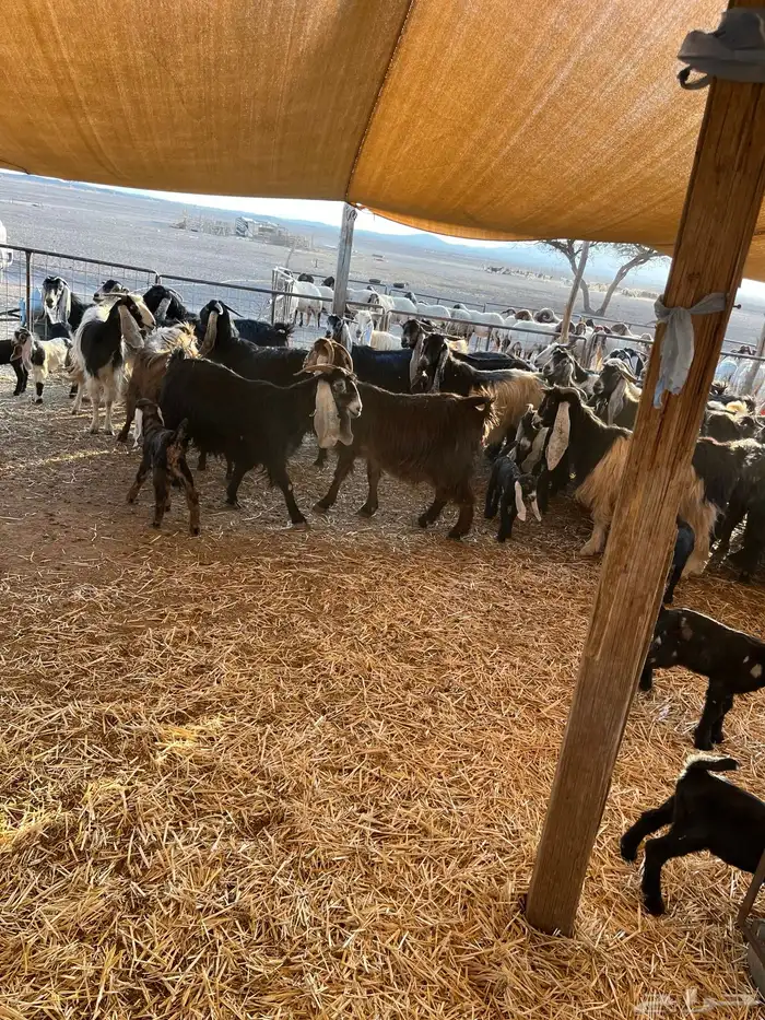 للبيع معزا مواليد 0