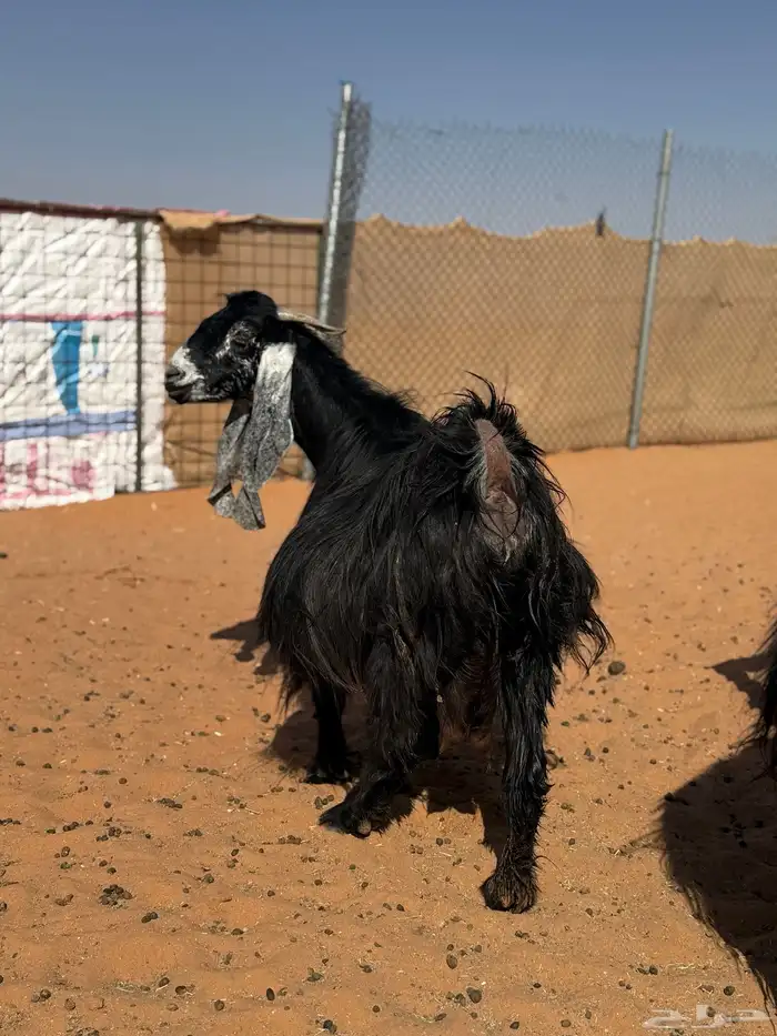 عنز عارضيه صنف حاصب 1