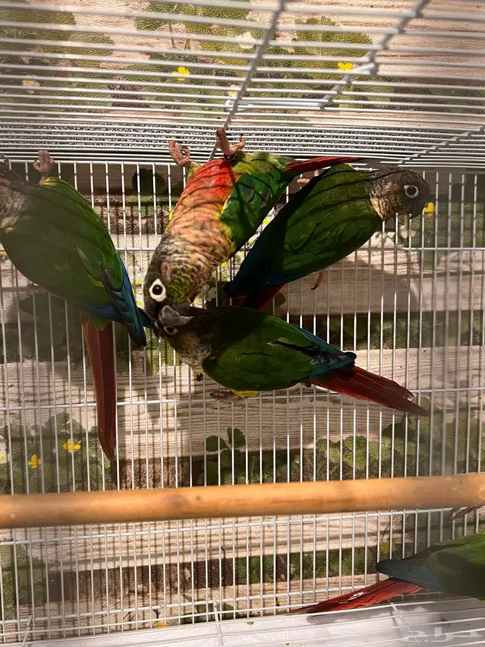 ازواج كنيور يلوسايد 1