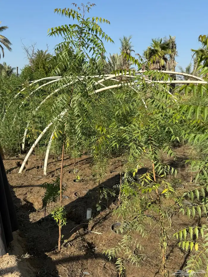 للبيع أشجار زراعية بالجملة 1