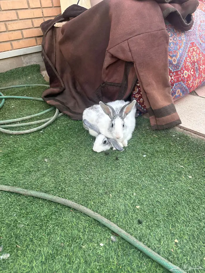 ثلاث أرانب للبيع 0