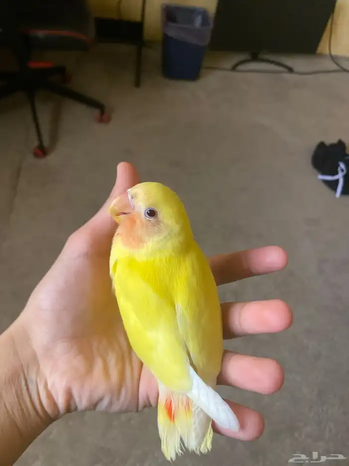 فرخ روز مفطوم العمر شهرين 1