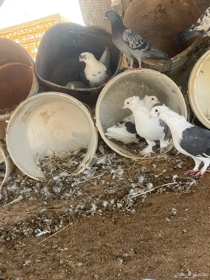 الحمام مشكل 15 جوز نضيف و انتج شرط 0