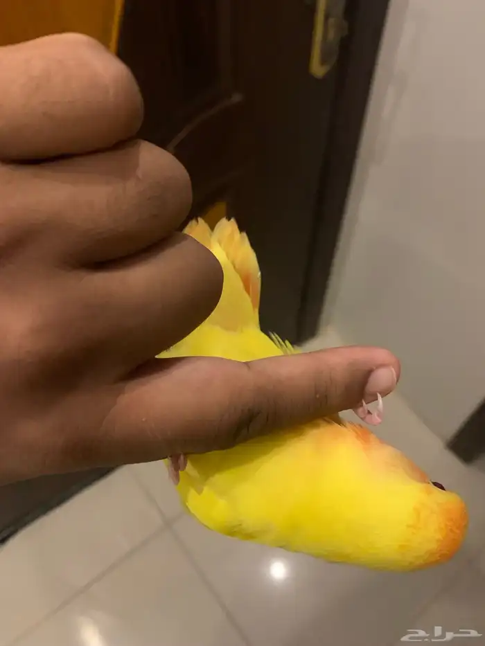 طير روز اللون اصفر ورأس برتغالي وعيون احمر 4