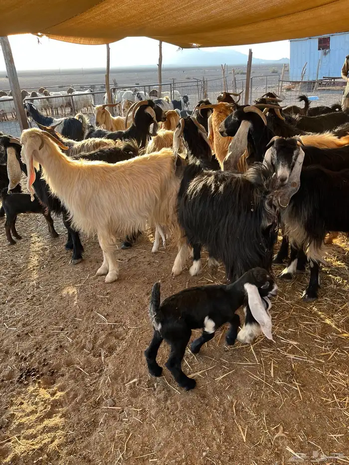 للبيع معزا مواليد 2