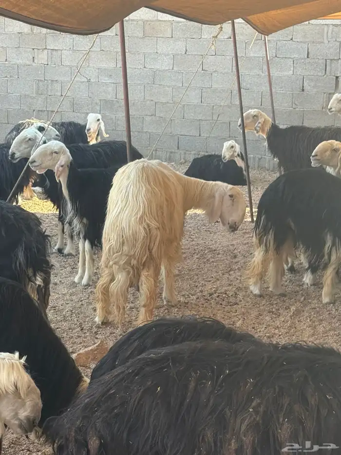 شاه نجديه عيسيه للبيع 1