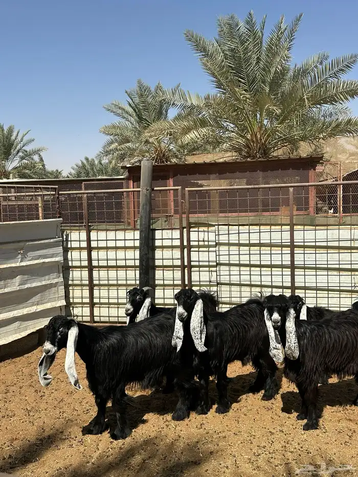 جفار عوارض صنف عمر 5 الى 7 شهور 2