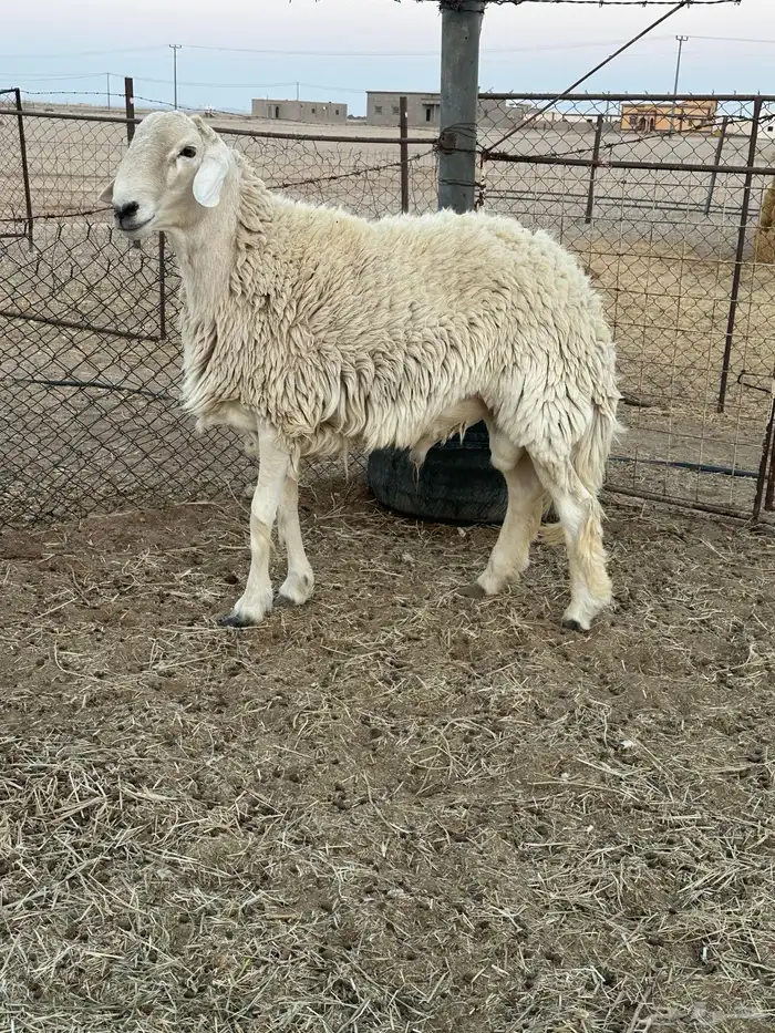 فحل حري طيب 1