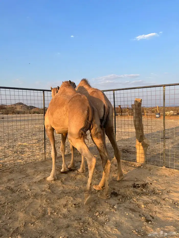 نياق مبيوعه عيالها 23