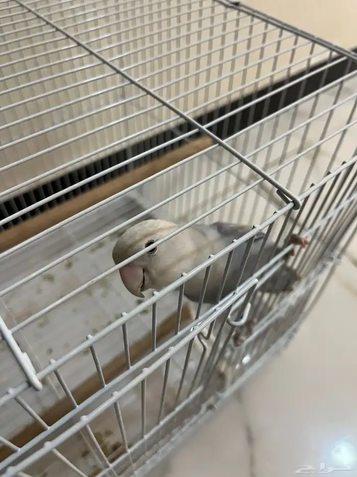 طير روز ذكر 5