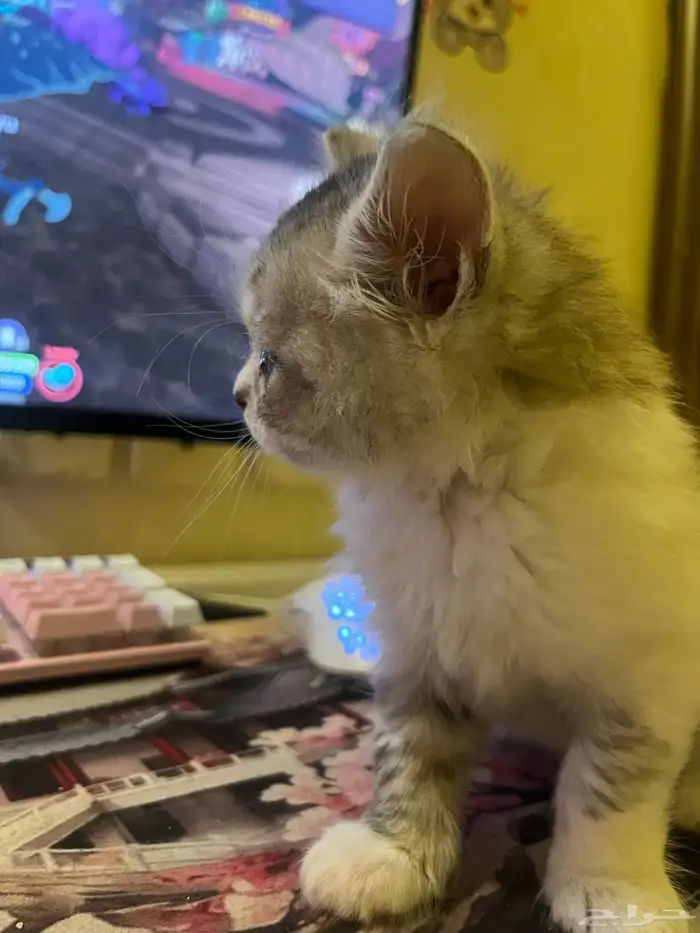 ذكر شرازي من ام سكوتش للبيع 1