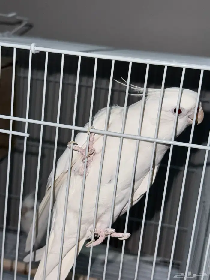 جوز كروان البينو عيون حمر 4