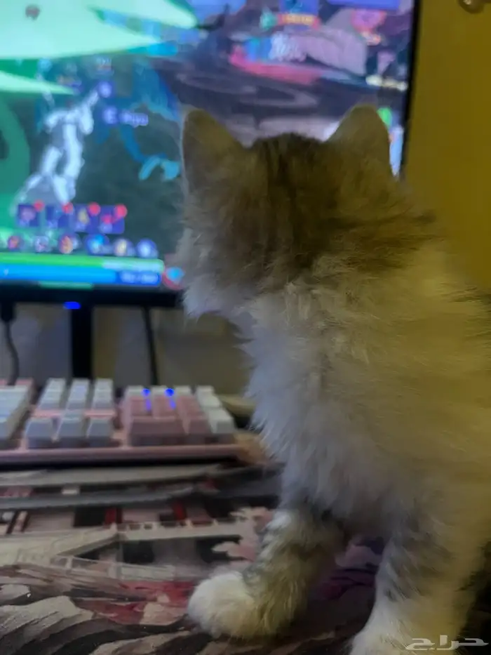 ذكر شرازي من ام سكوتش للبيع 0