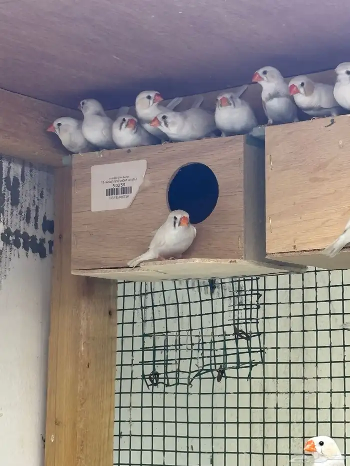 للبيع 10 ازواج زيبرا الالوان واضحه في الفيديو والصور 0