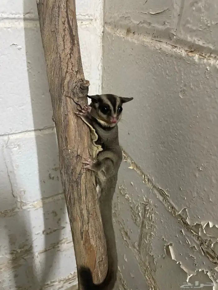 سنجاب طائر 0