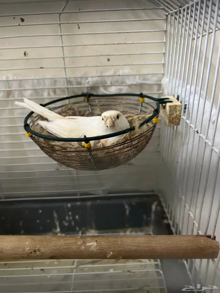 انثى كناري موزاييك احمر جاهزة(تم البيع) 2