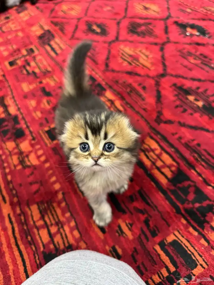 قطط صغيرة kittens للبيع 2