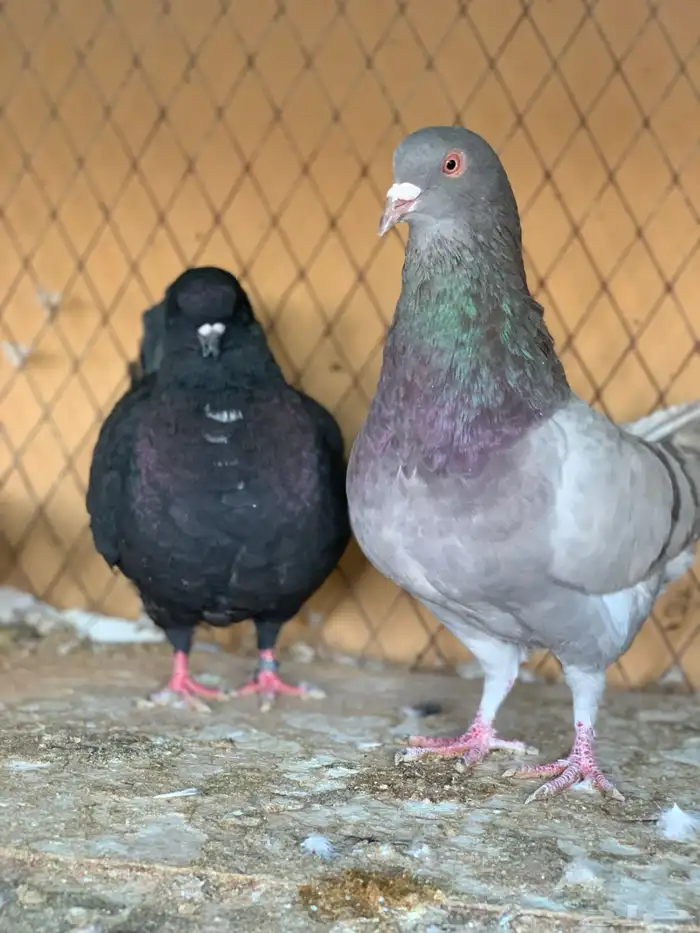 جوز كنق على سلفر 6