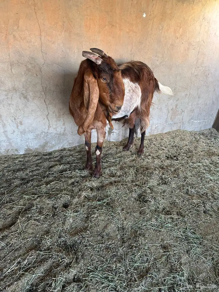 عنز مشروكه طيبه جرم طيب حدرها اثنين تيوس 2