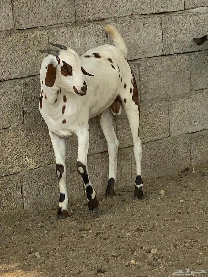 ذبايح. للبيع موقع المجارده خلف الرايه. متوفر تابي وتمارا. 1