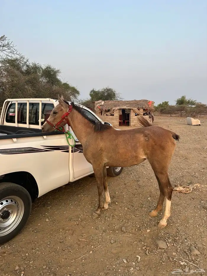 للبيع مهره شعبي العمر سنتين 2