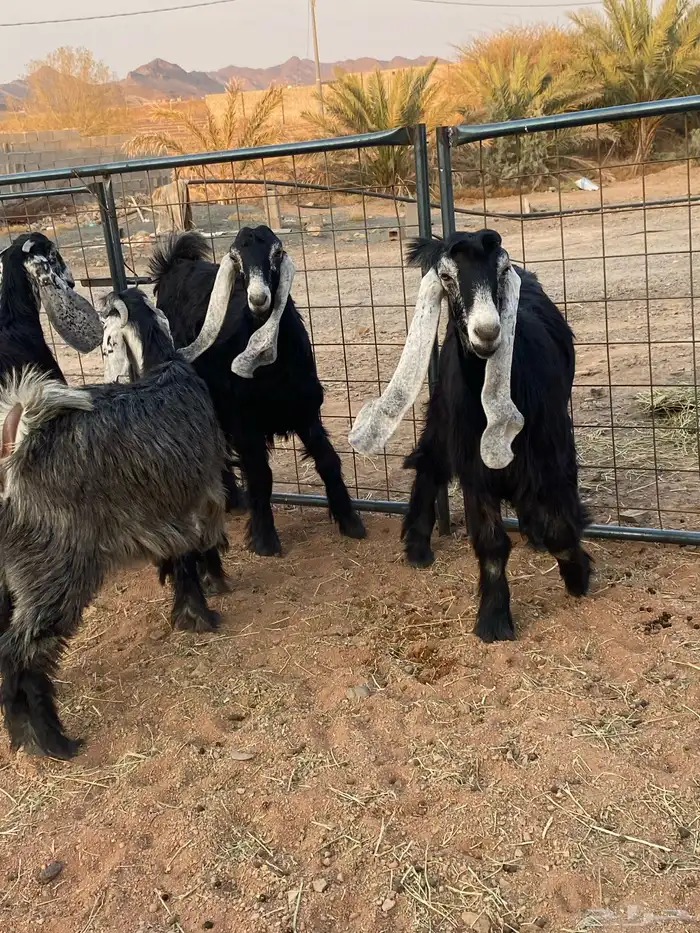 معزا عوارض صنف جفار(تم البيع) 9