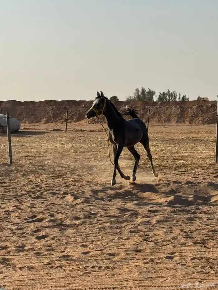 فرس عمرها 6 سنين معسوفه ومعها مهر 0