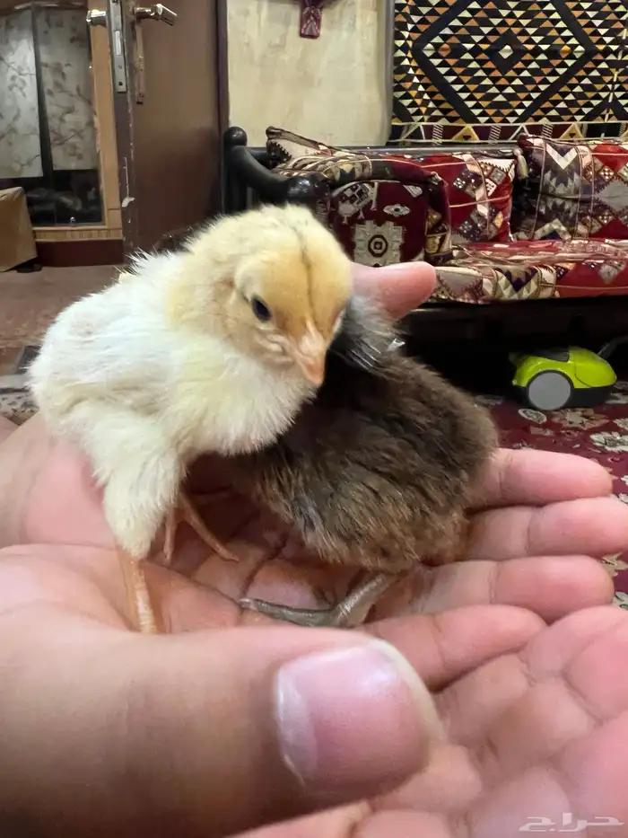 صوص دجاج كيوت يصلح للأطفال 15