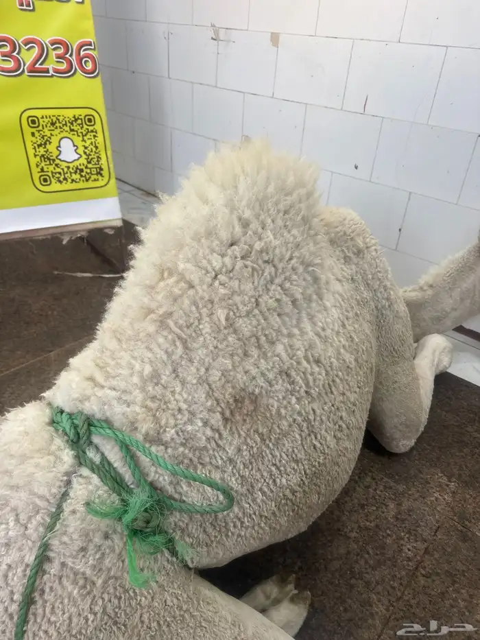 حاشي بلدي لباني مشروط ولا يفوتك عرض اليوم 0