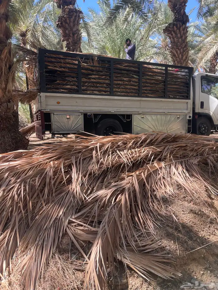 سعف نخل للحدائق والزينه 2