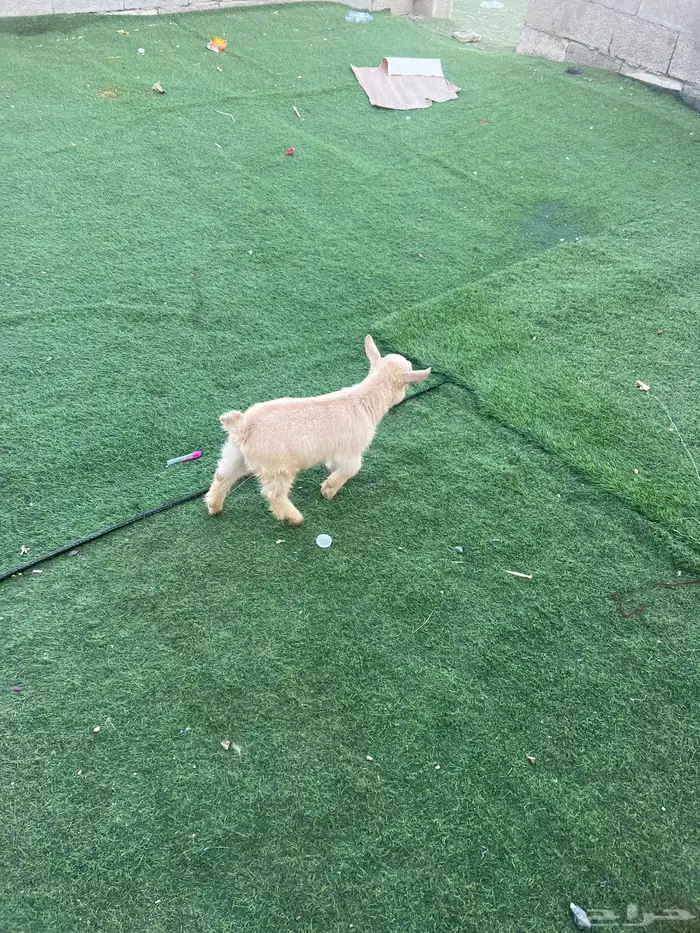 للبيع ماعز قزم 2