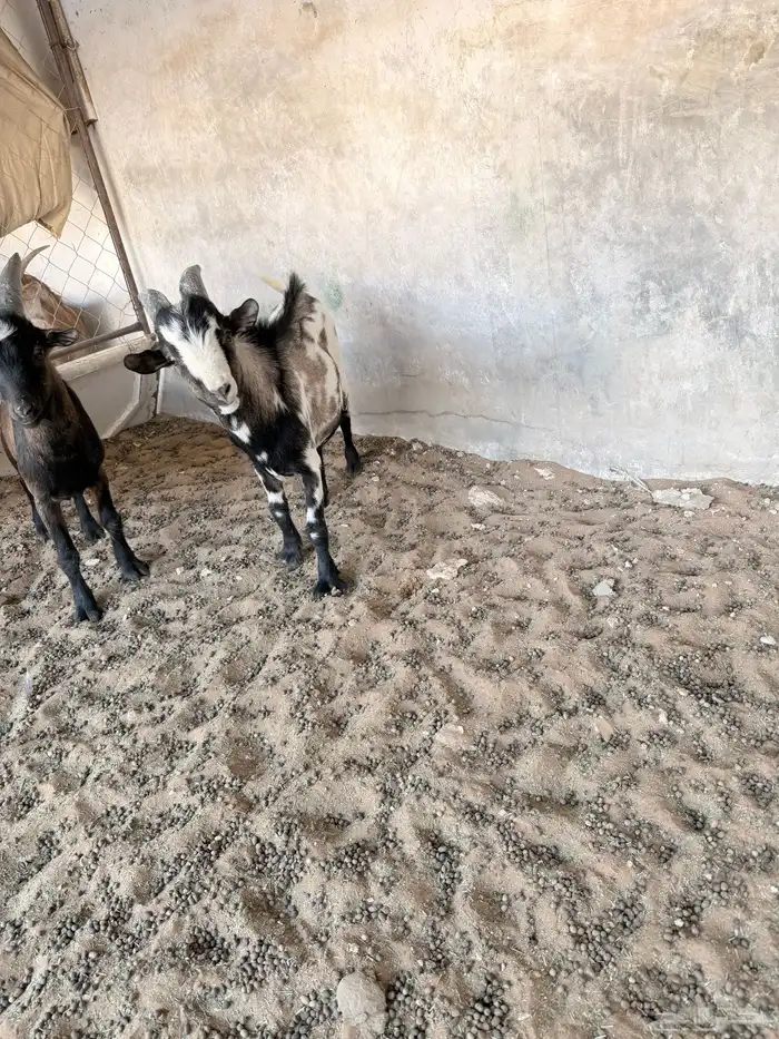 تيوس قزمية 6