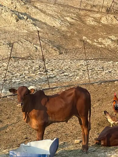 حسل للبيع غرب محايل عسير index