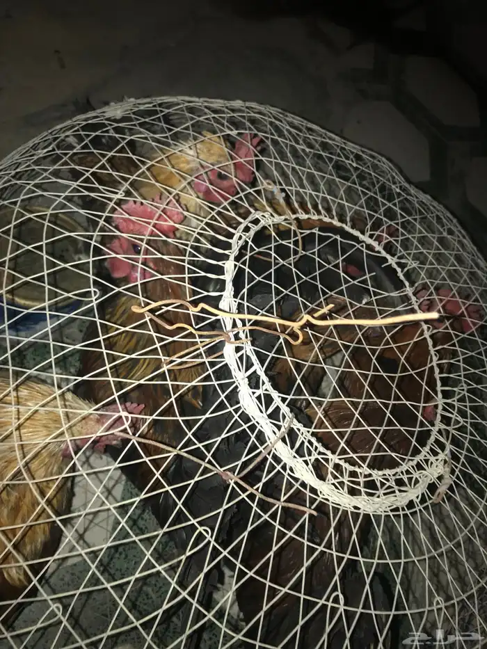 دياكه بلدي العددد 7 0