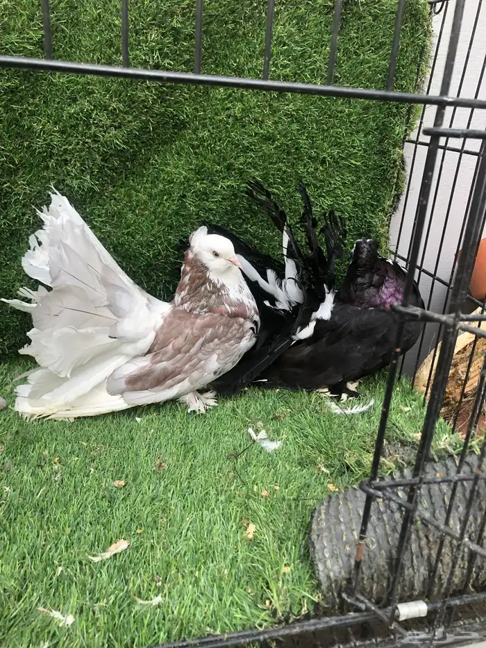 زوج رقاص أمريكي 0