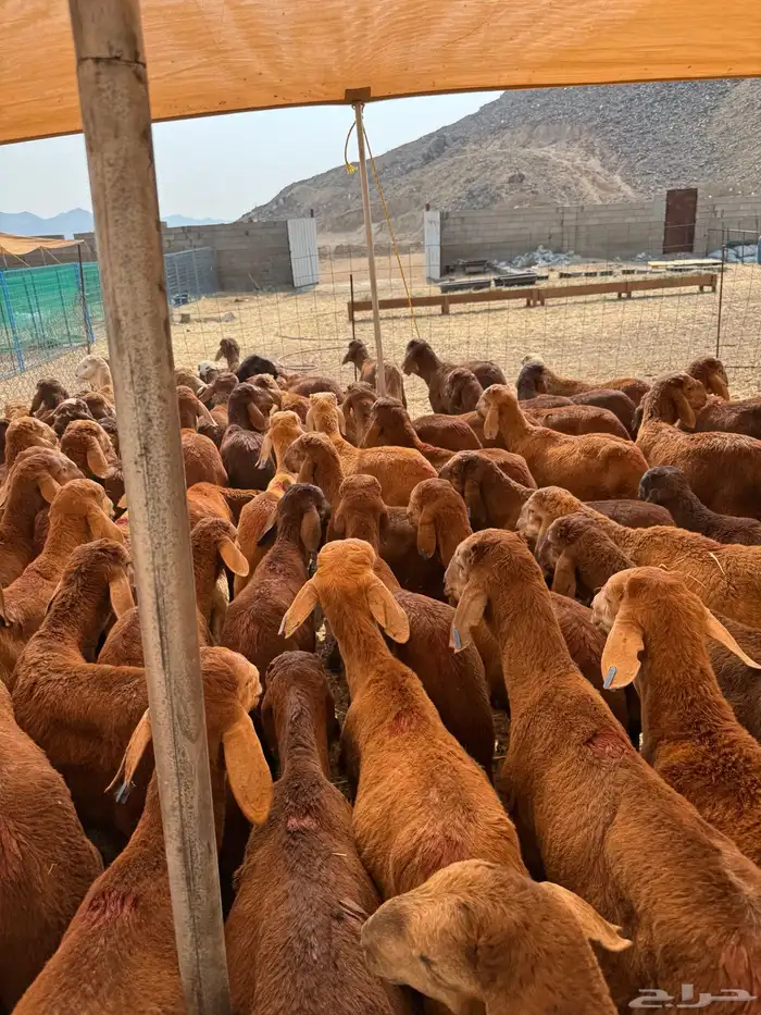 سواكن حمري 3