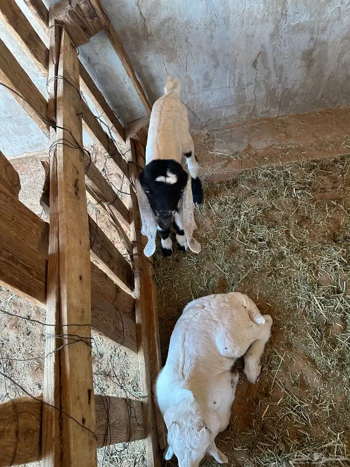 عنز مشروكه طيبه جرم طيب حدرها اثنين تيوس 8