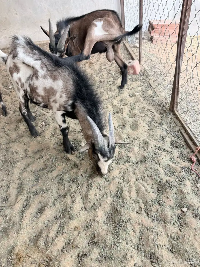 تيوس قزمية 0