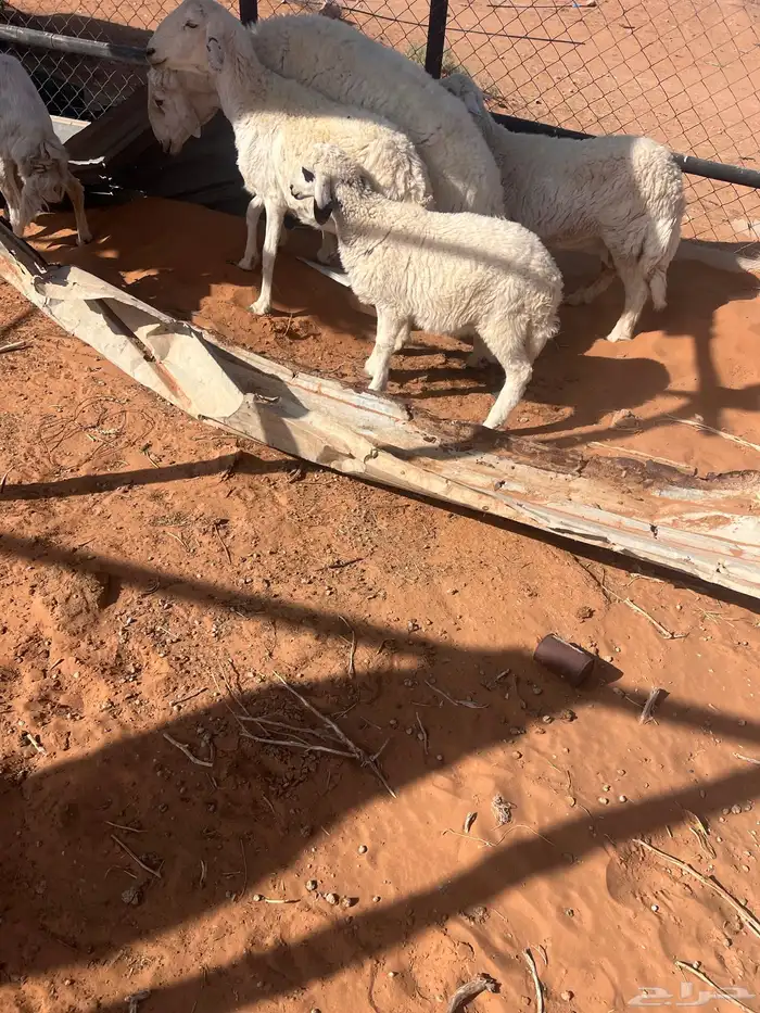 حريات عدد 3 دفيع فحلها معها وحده متبع تحتها رخل 2