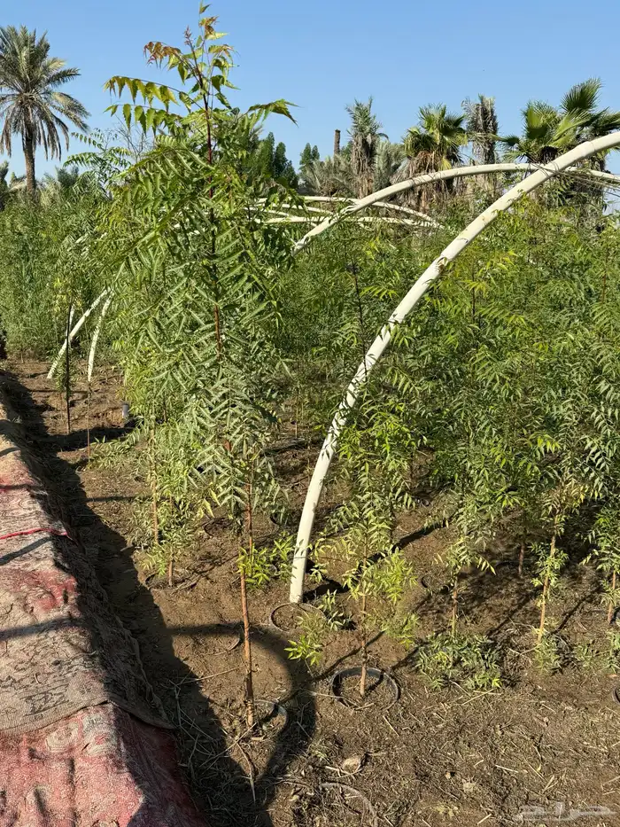 للبيع أشجار زراعية بالجملة 2