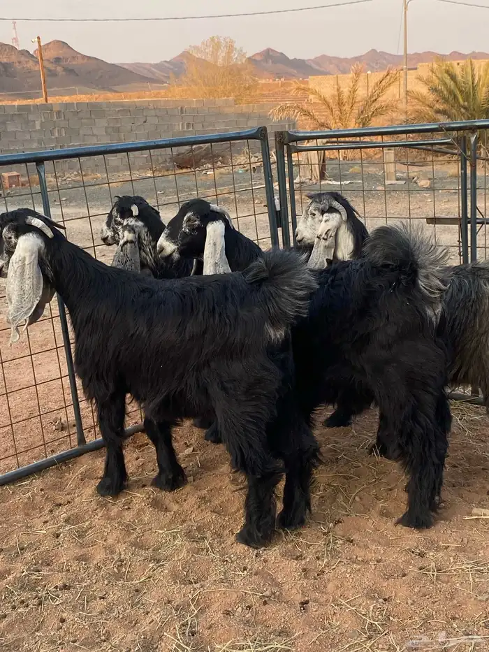 معزا عوارض صنف جفار(تم البيع) 1