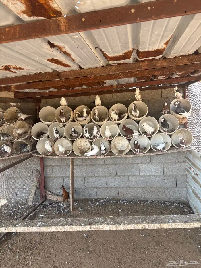 حمام خارجي تواصل 1