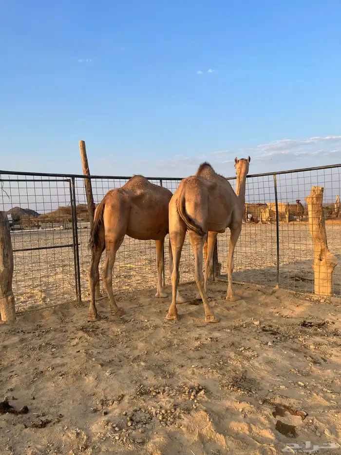 نياق مبيوعه عيالها 13