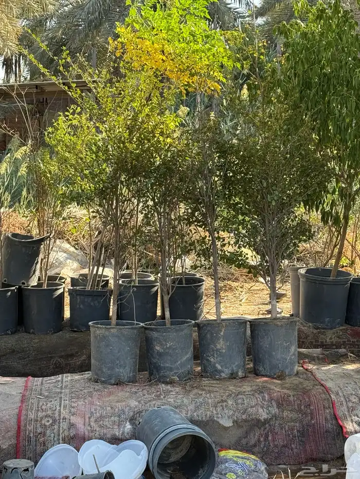للبيع أشجار زراعية بالجملة 7