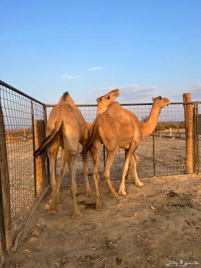 نياق مبيوعه عيالها 5